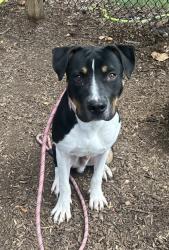 Shelter Stray Male Dog last seen Near FAIRINGTON ROAD D7 Lithonia, 30038, 30038, GA, 3280 Chamblee Dunwoody Rd, Chamblee, GA 30341, USA