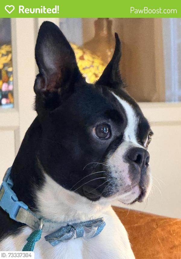 Reunited Male Dog last seen Swan road Parkesburg, Atglen, PA 19310