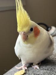 Lost Male Bird last seen Hampel, Oakland, CA 94602