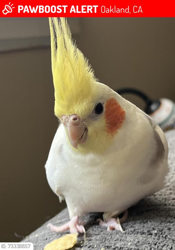 Lost Male Bird last seen Hampel, Oakland, CA 94602