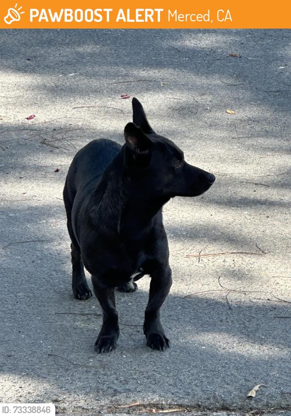 Found/Stray Unknown Dog last seen Lehigh dr & San Jose, Merced, CA 95348