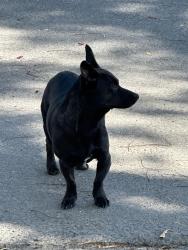 Found/Stray Unknown Dog last seen Lehigh dr & San Jose, Merced, CA 95348