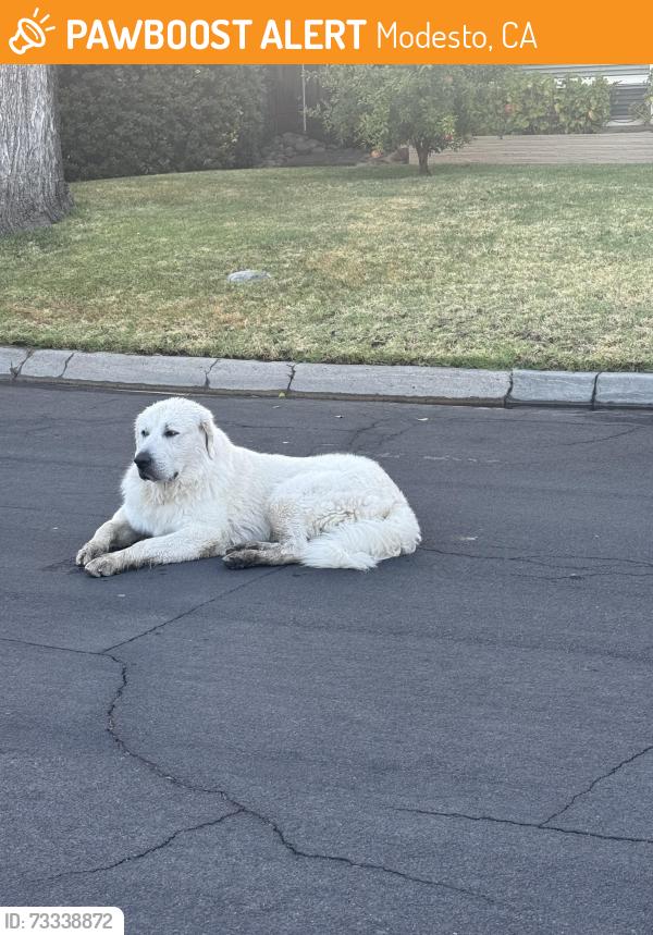 Found/Stray Male Dog last seen Highland Drive, Modesto, CA 95354