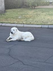 Found/Stray Male Dog last seen Highland Drive, Modesto, CA 95354