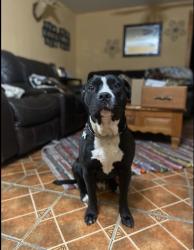 Reunited Male Dog last seen Fm1488/ Laneview Rd/ Oakridge rd, Hempstead, TX 77445