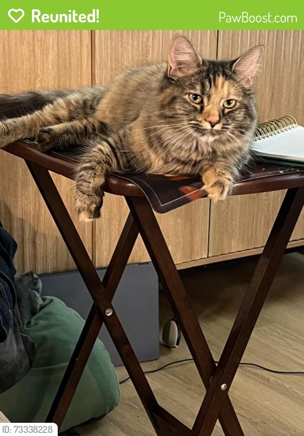Reunited Female Cat last seen High View Road, Greensboro, NC 27410