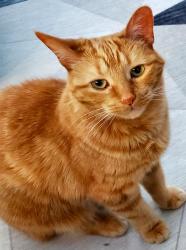 Reunited Female Cat last seen Old Richmond Rd and Moodie Dr, Ottawa, ON K2H 6R7