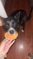 Reunited Male Dog last seen Pasadena blvd 225 area zip 77506, Pasadena, TX 77502