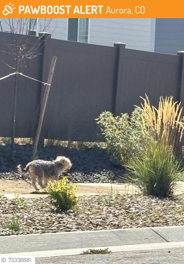Found/Stray Unknown Dog last seen Byers and s vandriver way, Aurora, CO 80018