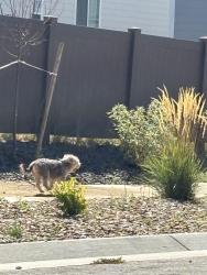Found/Stray Unknown Dog last seen Byers and s vandriver way, Aurora, CO 80018