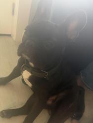 Reunited Male Dog last seen Dunk donuts, Fort Washington, PA 19034