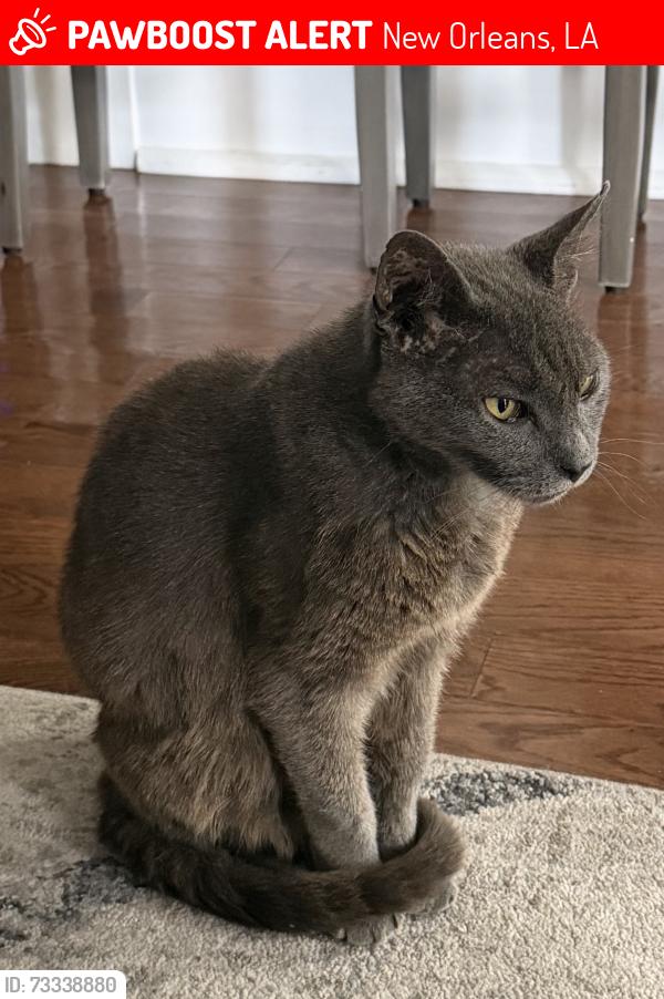 Lost Male Cat last seen By Lucy Boone Ice Cream, New Orleans, LA 70115
