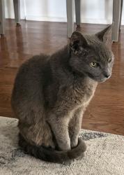 Lost Male Cat last seen By Lucy Boone Ice Cream, New Orleans, LA 70115