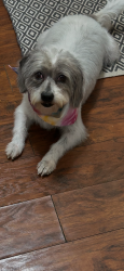 Lost Female Dog last seen Old Norcross Rd and Cruse Rd, Gwinnett County, GA 30044