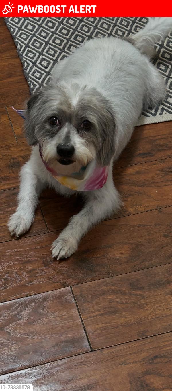 Lost Female Dog last seen Old Norcross Rd and Cruse Rd, Gwinnett County, GA 30044