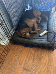 Reunited Male Dog last seen Ficus Ln, Fayetteville, GA 30215