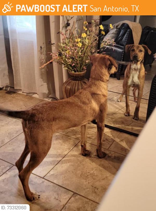 Found/Stray Male Dog last seen Clipper port, San Antonio, TX 78239