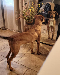 Found/Stray Male Dog last seen Clipper port, San Antonio, TX 78239