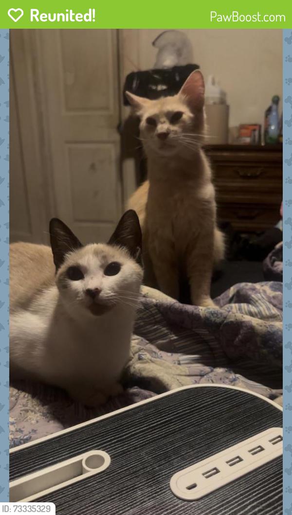 Reunited Female Cat last seen Wards Corner, Norfolk, VA 23505, USA, Norfolk, VA 23505