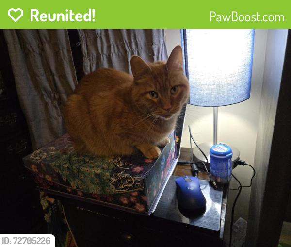 Reunited Male Cat last seen Gordon, Liberty, MO 64068