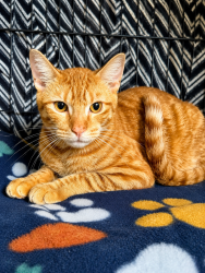 Shelter Stray Male Cat last seen Found on Saybrook cove Virginia Beach, VIRGINIA BEACH, VA, 23464, 341 S Birdneck Rd, Virginia Beach, VA 23451, USA