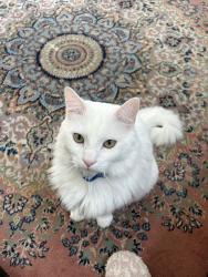Lost Male Cat last seen Bridgestone Lakes Dr, Spring, TX 77388