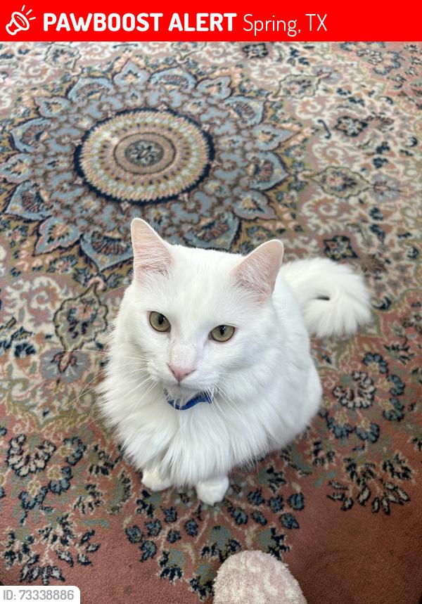 Lost Male Cat last seen Bridgestone Lakes Dr, Spring, TX 77388