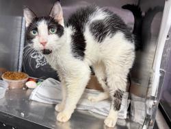 Shelter Stray Female Cat last seen Near Story Avenue, BRONX, NY, 10473, 326 E 110th St, New York, NY 10029, USA