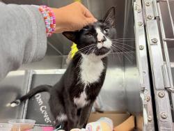 Shelter Stray Male Cat last seen Franz Sigel Park, BRONX, NY, 10451, 326 E 110th St, New York, NY 10029, USA