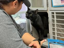 Shelter Stray Male Cat last seen Near Walton Avenue, BRONX, NY, 10453, 326 E 110th St, New York, NY 10029, USA