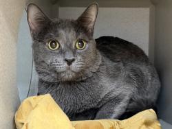 Shelter Stray Male Cat last seen Apt 212,1223 White Plains Road, BRONX, NY, 10472, 326 E 110th St, New York, NY 10029, USA