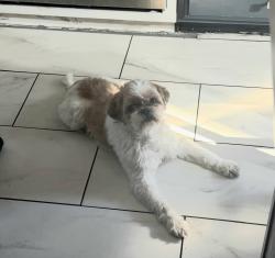 Reunited Male Dog last seen Corona del Sol & Camino del Sol, El Paso, TX 79911