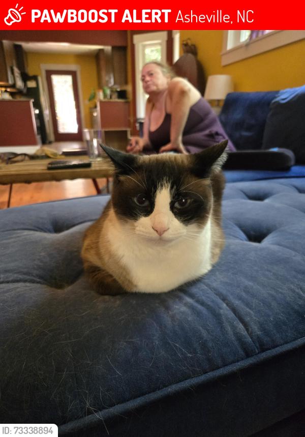 Lost Male Cat last seen Near Reynolds highschool, Asheville, NC 28803