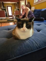Lost Male Cat last seen Near Reynolds highschool, Asheville, NC 28803