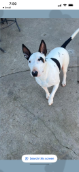 Lost Female Dog last seen Near Santa Monica ave, Sacramento, CA 95824