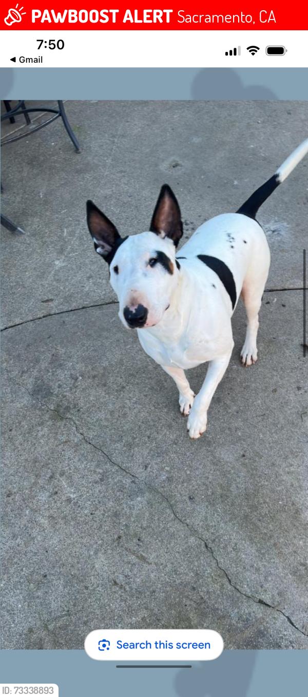 Lost Female Dog last seen Near Santa Monica ave, Sacramento, CA 95824