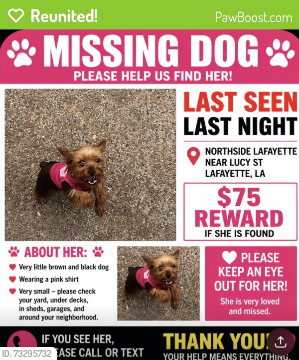 Reunited Female Dog last seen Lucy st Lafayette /Northside, Lafayette, LA 70501