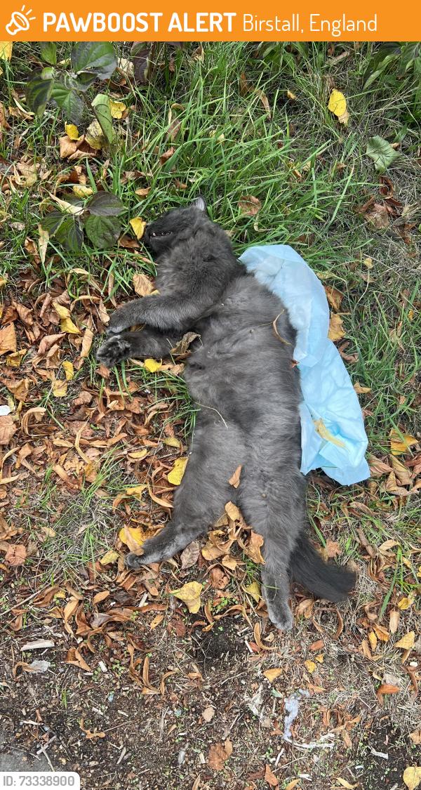 Found/Stray Unknown Cat last seen Loughborough road by BP gas station, Birstall, England 