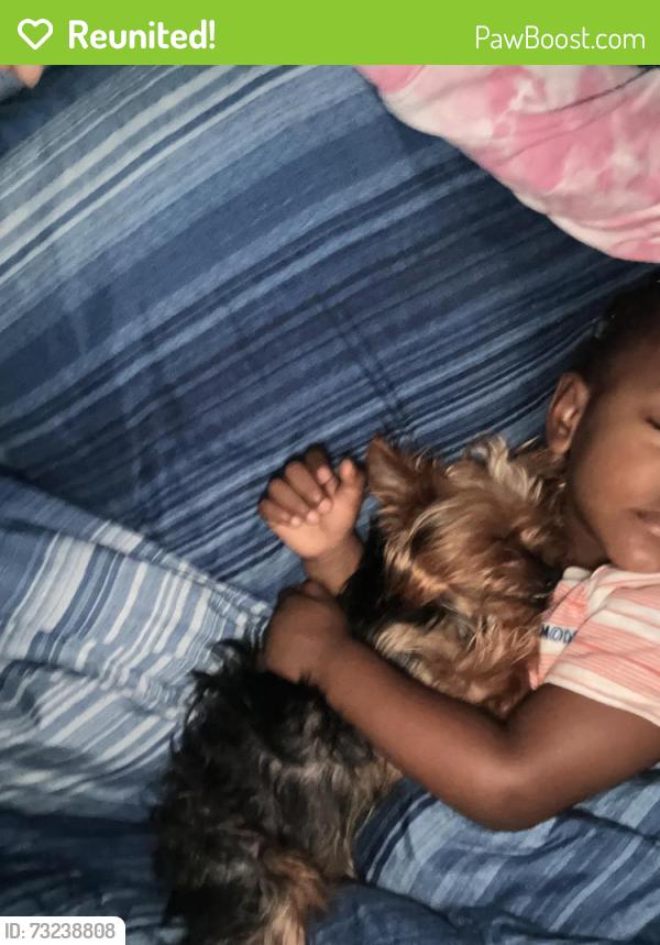 Reunited Female Dog last seen She was near Lucy st in Lafayette next to williow, Lafayette, LA 70501