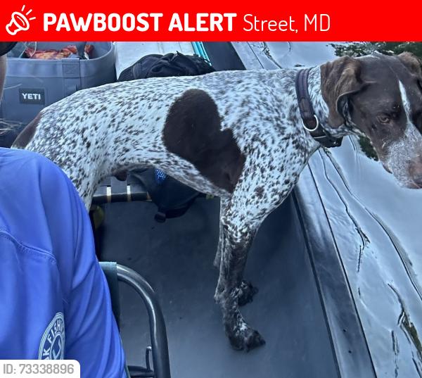 Lost Male Dog last seen Heaps Road between Davis Corner Road and Bay Road, Street, MD 21154