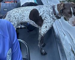 Lost Male Dog last seen Heaps Road between Davis Corner Road and Bay Road, Street, MD 21154