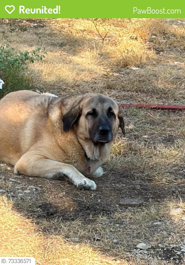 Reunited Female Dog last seen (ON PART OF CR 245 BETWEEN CR 241 AND 970 (Rosenbush Auction Lot), Florence, TX 76527