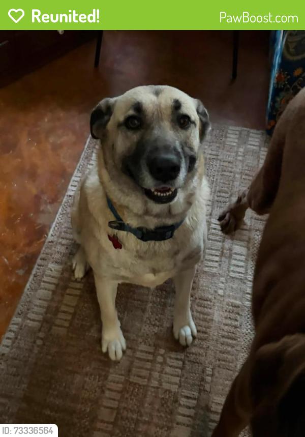Reunited Female Dog last seen ON PART OF CR 245 BETWEEN CR 241 AND 970 (Rosenbush Auction Lot, Florence, TX 76527