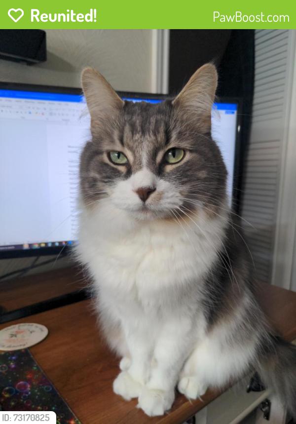 Reunited Male Cat last seen Middle of Jersey Village neighborhood, Jersey Village, TX 77040
