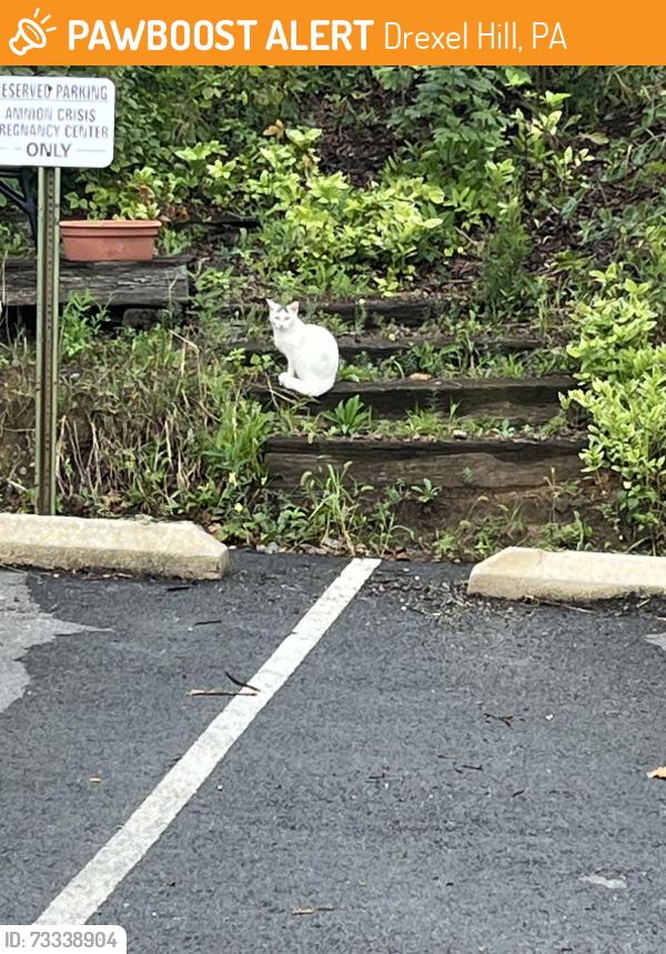 Found/Stray Unknown Cat last seen Along the parking spaces in the back of shops along Garrett Rd. Drexel Hill, Drexel Hill, PA 19026