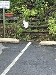Found/Stray Unknown Cat last seen Along the parking spaces in the back of shops along Garrett Rd. Drexel Hill, Drexel Hill, PA 19026