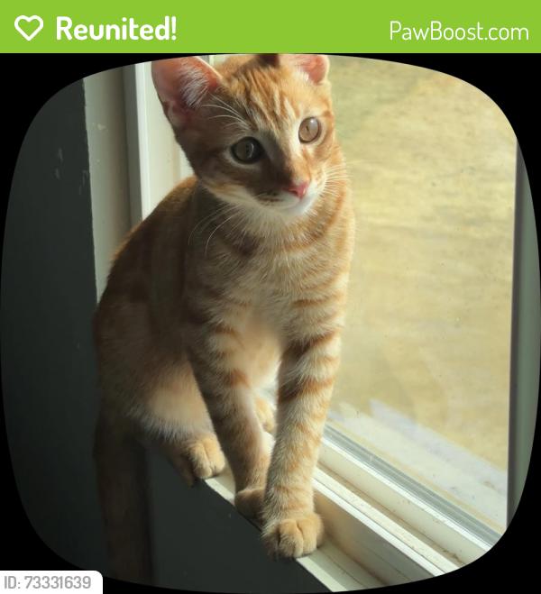 Reunited Male Cat last seen Near Helene Way, Menifee, CA 92585, USA, Menifee, CA 92585