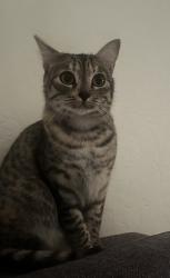 Lost Female Cat last seen Lyford, Tiburon, CA 94920