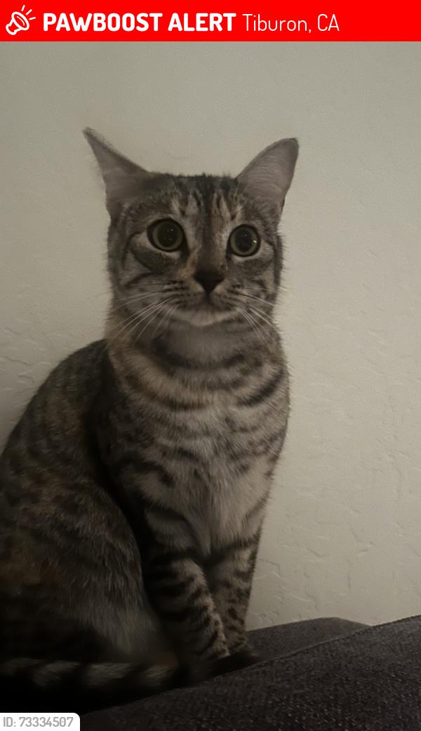 Lost Female Cat last seen Lyford, Tiburon, CA 94920