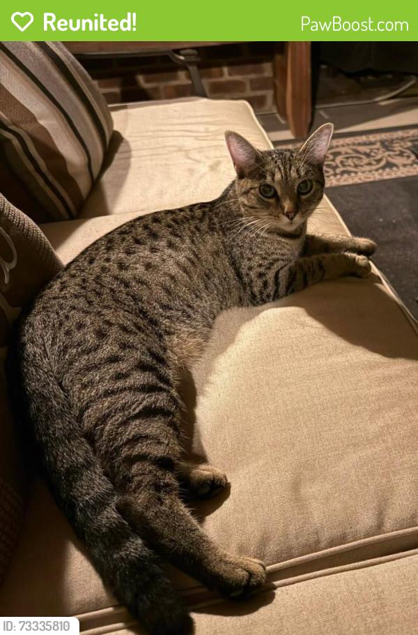 Reunited Unknown Cat last seen Fox Road, Knoxville, TN 37922